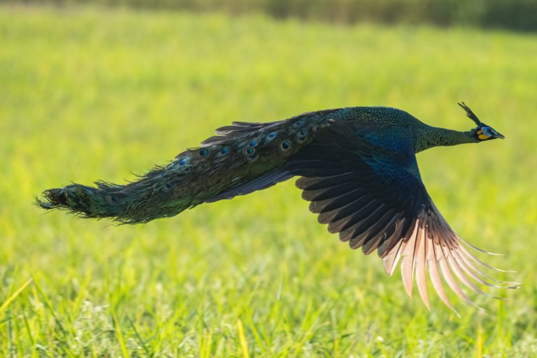 green-peafowl-flourish-in-thailands-northern-forests-but-conflict-looms-mongabay-com-2.jpg